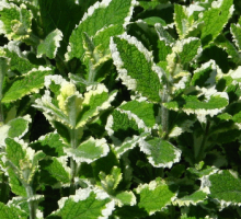 Máta VERT MOJITO
