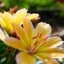 Lewisia longipetala LITTLE MANGO