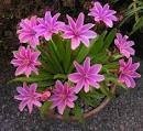 Lewisia longipetala LITTLE PLUM