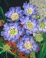 Hlaváč kavkazský PERFECTA BLUE