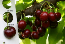 Třešeň - Sweet Saretta - pt. Třešeň - Sweet Saretta - pt.