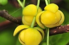 Klanopraška henryova (Schizandra)
