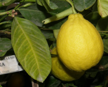 Citroník  BAJOURA