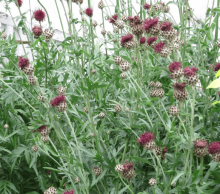 Chrpa - Centaurea atropurpurea