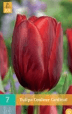 Tulipán COULEUR