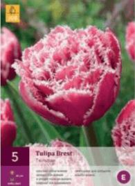 Tulipán BREST