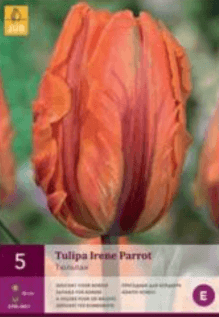 Tulipán IRENE PARROT