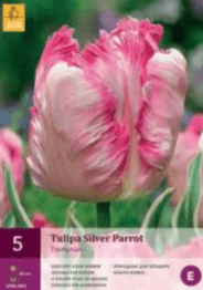 Tulipán SILVER PARROT