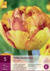 Tulipán SUNDOWNER