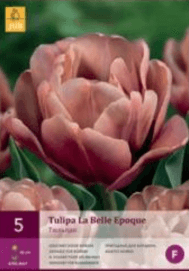 Tulipán LA BELLE EPOQUE