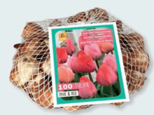 Tulipán PINK/RED XXL balení 100 cibulí