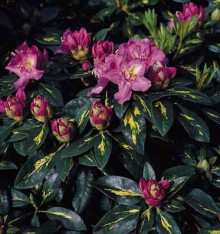 Rhododendron ´Goldflimmer´