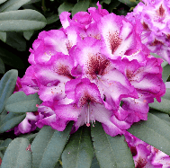 Rhododendron 'HANS HACHMANN´