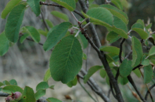 Muchovník vejčitý (vejčitolistý)- K3, 60-100 cm