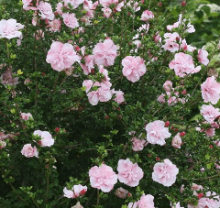 Ibišek syrský - Pink Chiffon