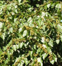 Dužistopka sladká, 40-60 cm, K9