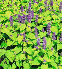 Agastache GOLDEN JUBILEE