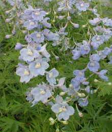 Stračka CLIVEDEN BEAUTY