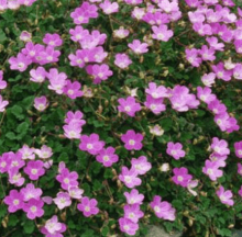 Pumpava BISHOP´S FORM