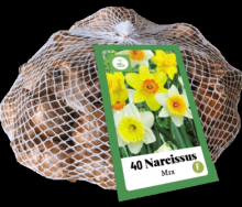 Narcis žluté XXL 40 cibulí