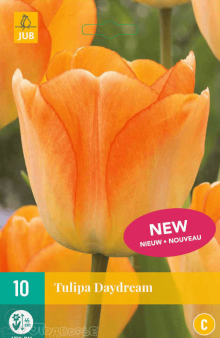 Tulipán DAYDREAM 5 ks