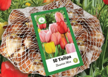 Tulipán DARWIN HYBRID MIX XXL - 50 cibulí