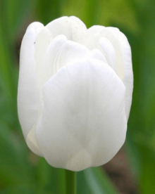 Tulipán WHITE PRINCE - Mega balení 250 ks