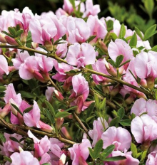 Čilimník ´MOYCLARE PINK´ K2