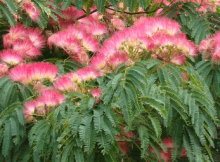 Albízie  růžová (hedvábná) TROPICAL DREAM