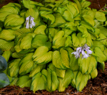 Hosta STAINED GLASS