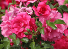 Růže půdopokryvná HEIDETRAUM