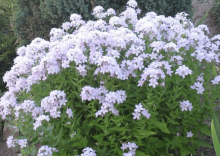 Zvonek bělokvětý 'Loddon Anna'
