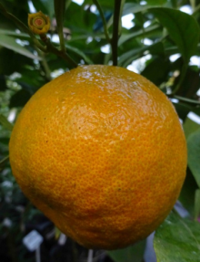 Citrus DOLCE DEL GARGANO