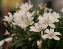 Lewisia longipetala LITTLE SNOWBERRY