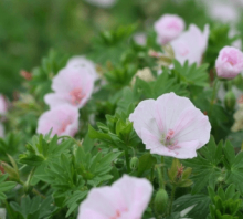 Kakost krvavý APFELBLÜTE