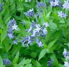 Amsónie - Amsonia tabernaemontana BLUE ICE