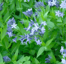 Amsónie - Amsonia tabernaemontana