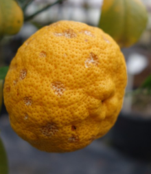 Citrus  Yuzu no 1