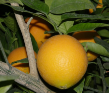 Pomeranč PROSTĚJOVSKÝ