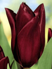 Tulipán HAVRAN