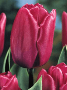 Tulipán PURPLE PRINCE 5 ks