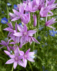 Česnek - Allium unifolium