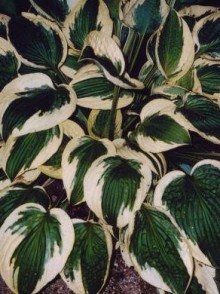 Hosta - směs kultivarů s bíle panašovanými listy