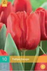 Tulipán ESCAPE 10 cibulí