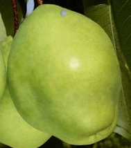 Hrušeň asijská (NASHI) EARLY SHU - kavk.