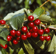 Třešeň - BURLAT - colt.