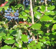 Mahonie cesmínolistá