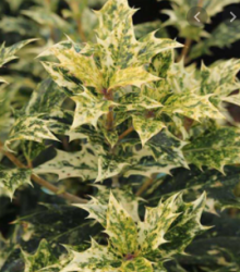 Vonokvětka cesmínolistá 'Tricolor' K2