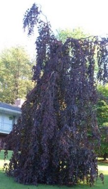 Buk lesní ´Purple Fountain´ 160-180cm, K