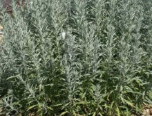 Pelyněk - Artemisia ludoviciana SILVER QUEEN